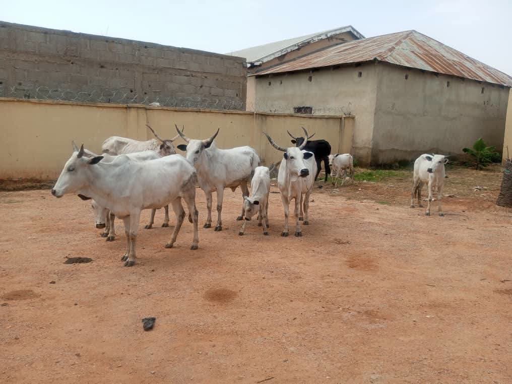 Police foil cattle rustling, recover 10 cows in Katsina
