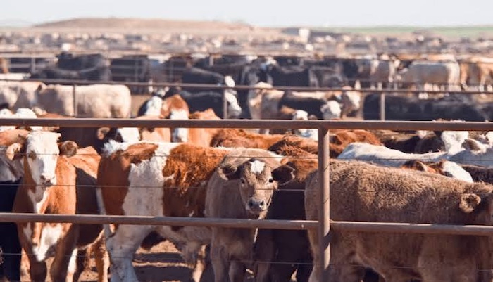 US Turns to Nigeria’s Livestock Industry as New Frontier for Trade, Investment and Economic Influence