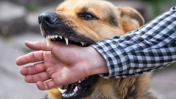 FG Sounds Alarm Over Rabies Deaths, Demands Annual Dog Vaccination